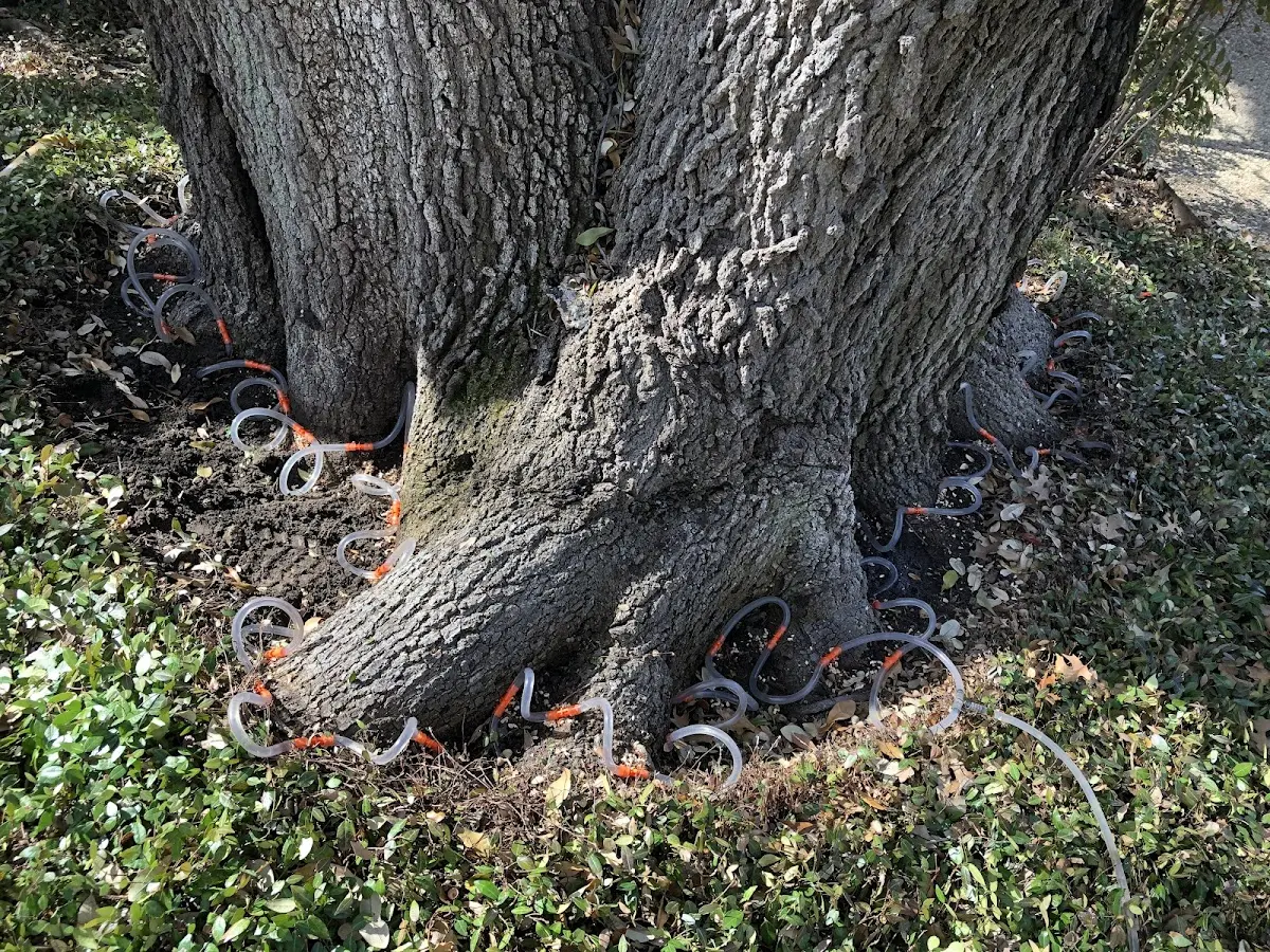 Detailed Tree Cabling and Bracing job site in Dugway